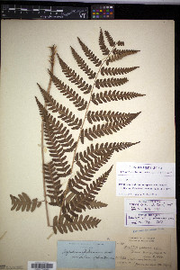 Dryopteris celsa image