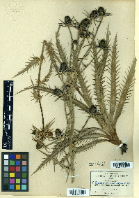 Eryngium deppeanum image