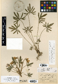 Viola brittoniana var. brittoniana image