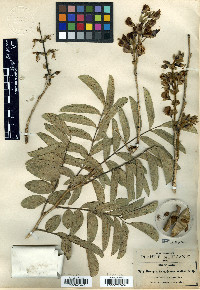 Brongniartia nudiflora image