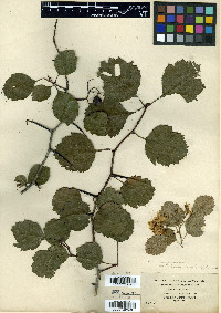Crataegus chrysocarpa image
