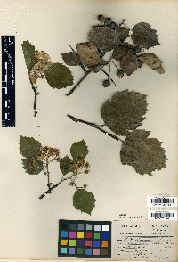 Crataegus durobrivensis image