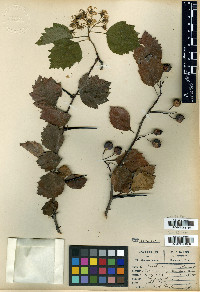 Crataegus durobrivensis image