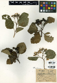 Crataegus succulenta image
