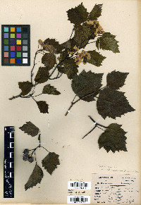 Crataegus iracunda image