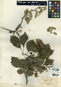Crataegus laurentiana image