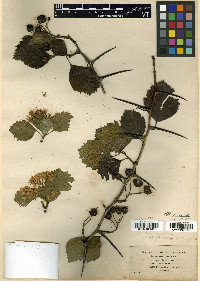 Crataegus succulenta image