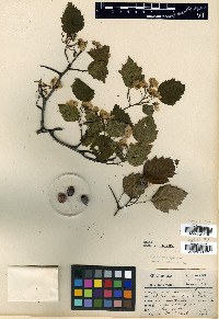 Crataegus macrosperma var. pentandra image