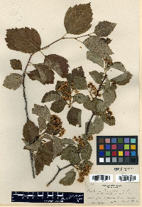 Crataegus douglasii image