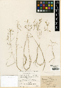 Potamogeton vaseyi image