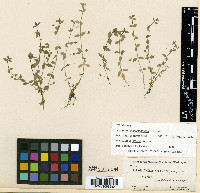 Stellaria obtusa image