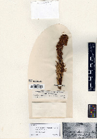 Conopholis alpina var. mexicana image