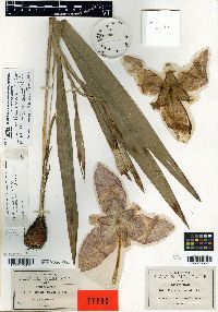 Tigridia pavonia image