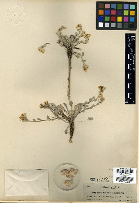 Physaria alpestris image