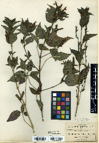 Beloperone fragilis image