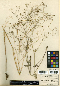 Donnellsmithia tuberosa image