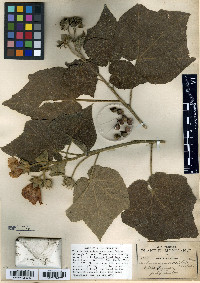 Pavonia firmiflora image