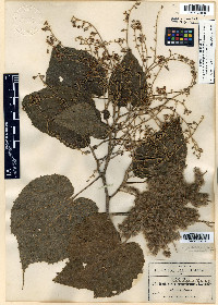 Heliocarpus terebinthinaceus image
