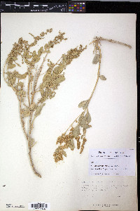 Atriplex garrettii image