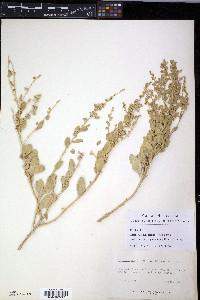 Atriplex garrettii image