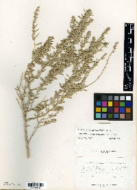 Atriplex bonnevillensis image