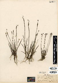 Media resource of Hydastylus rivularis