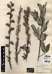 Salix pringlei image