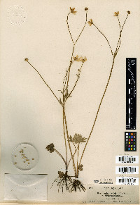 Ranunculus occidentalis image