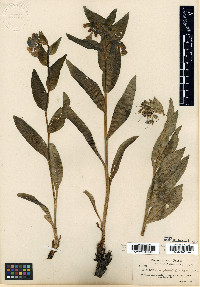 Mertensia umbratilis image
