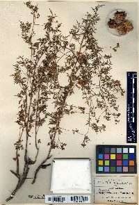 Urvillea dissecta image