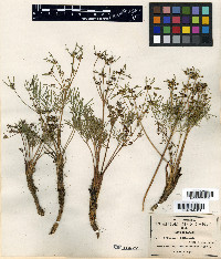 Tauschia filiformis image