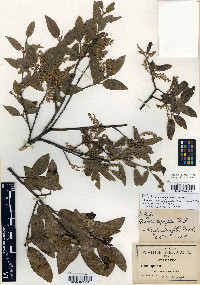 Quercus acherdophylla image