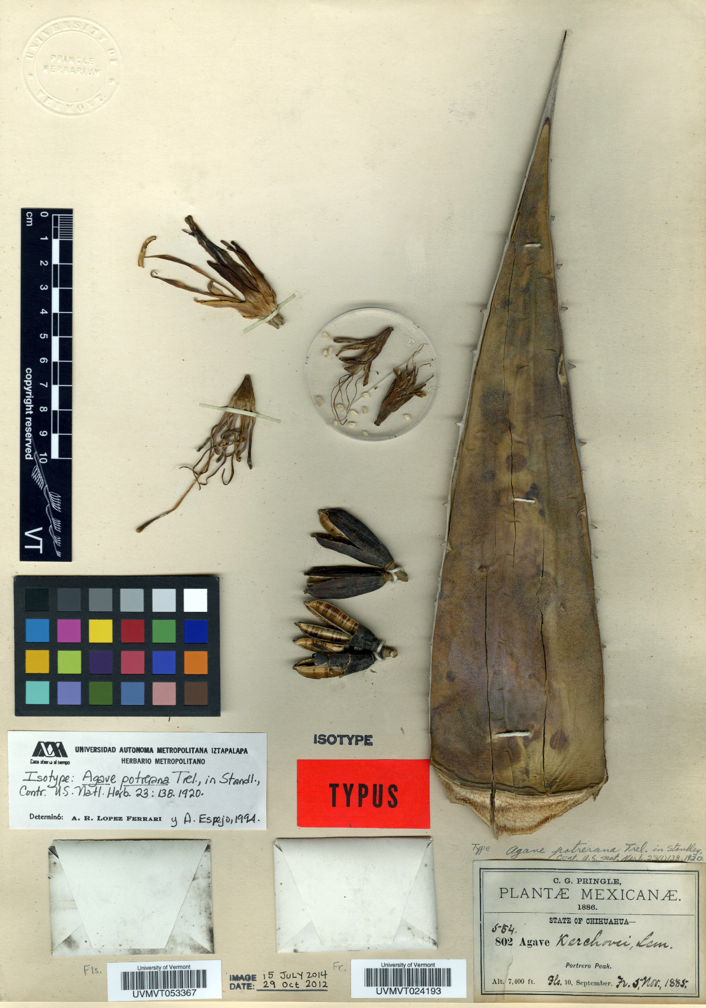 Agave potrerana image