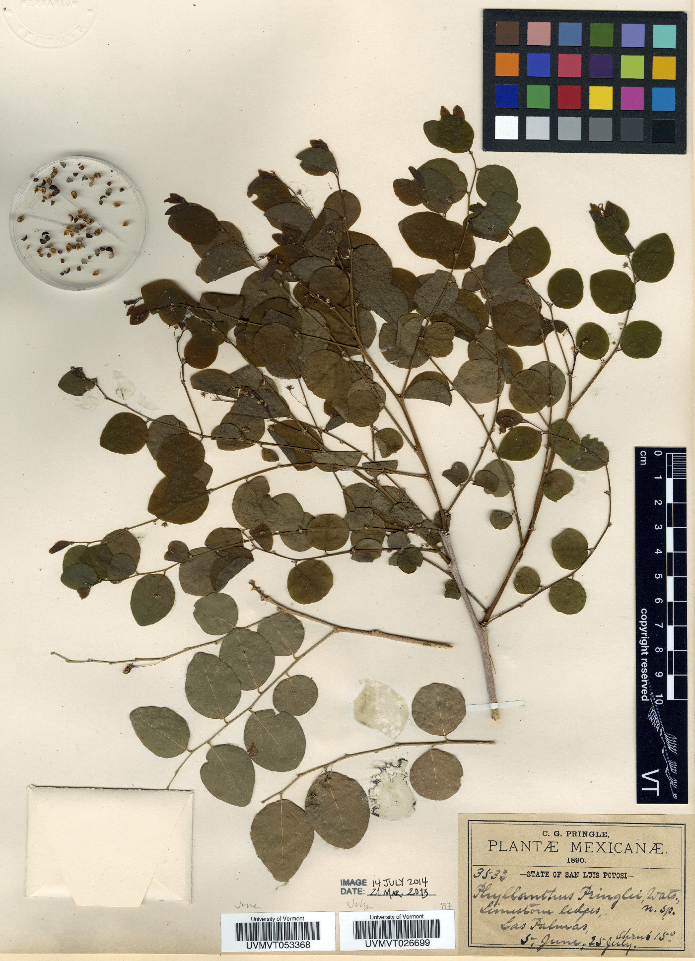 Phyllanthus mocinianus image
