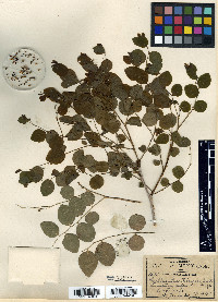 Phyllanthus mocinianus image