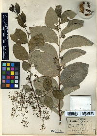 Phyllanthus tequilensis image