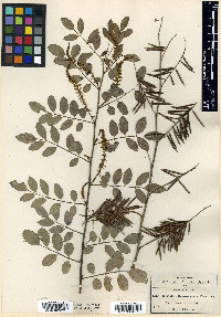 Indigofera cuernavacana image