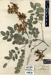 Harpalyce pringlei image