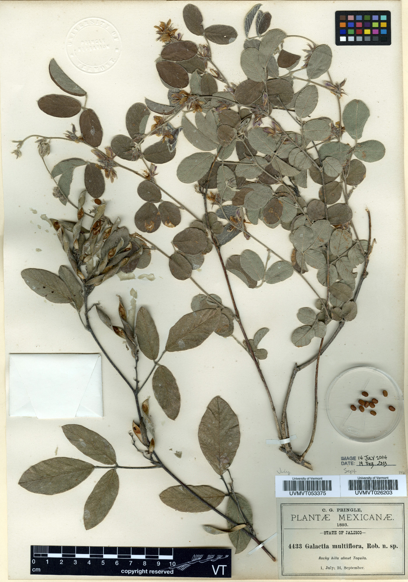 Galactia multiflora image