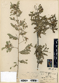 Aeschynomene pringlei image