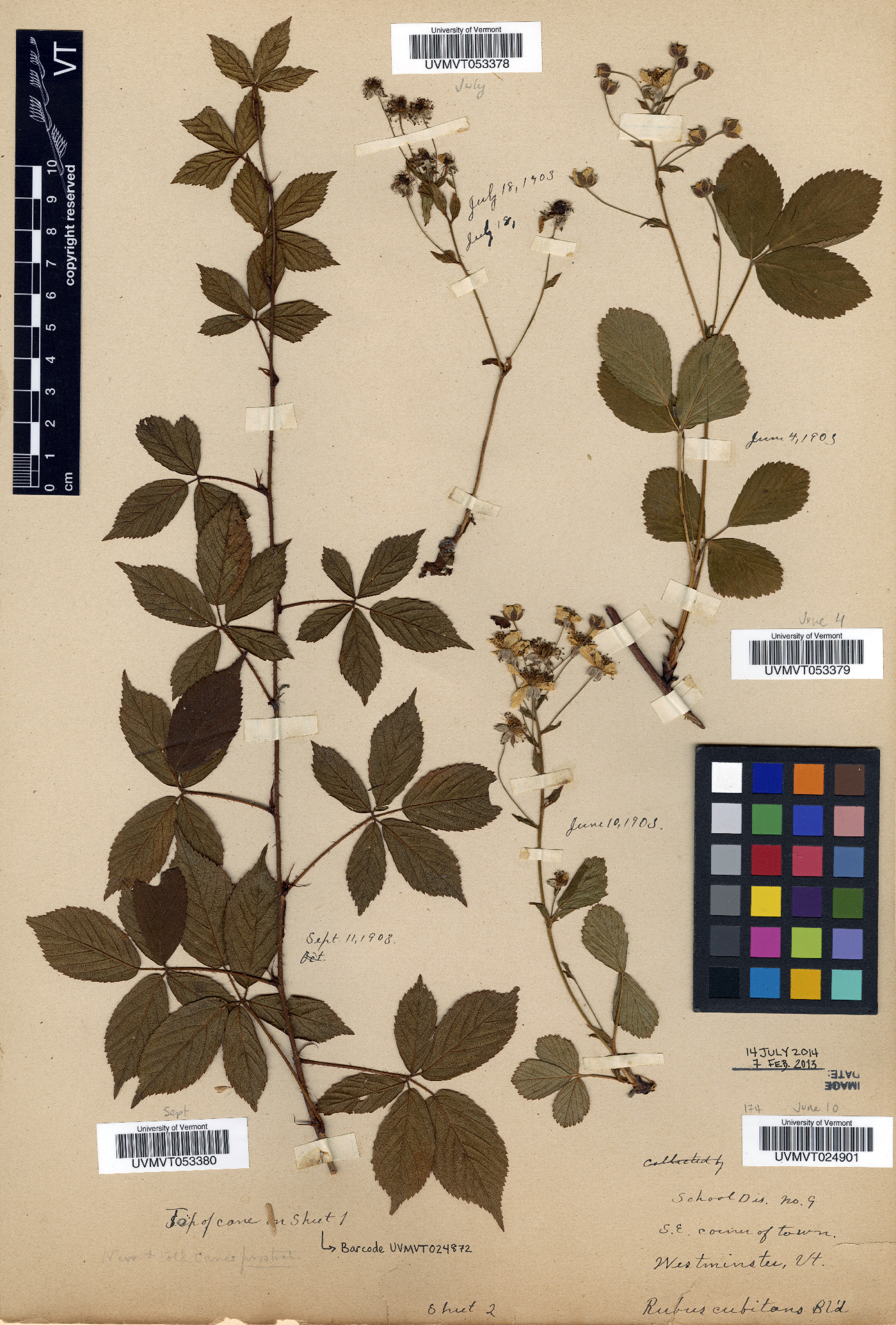 Rubus cubitans image