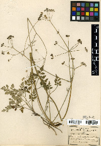 Donnellsmithia serrata image