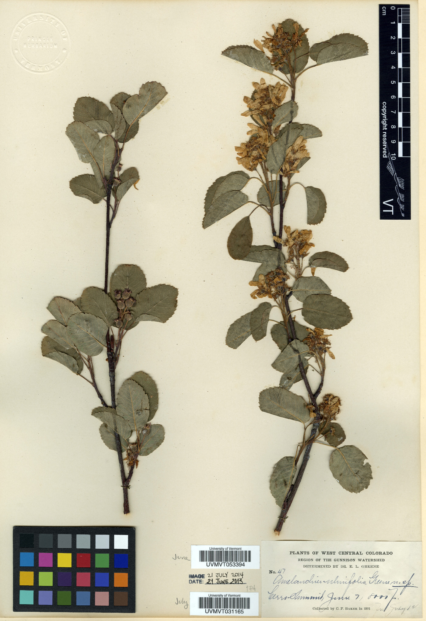 Amelanchier alnifolia subsp. alnifolia image