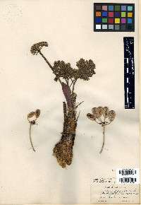 Leptotaenia purpurea image