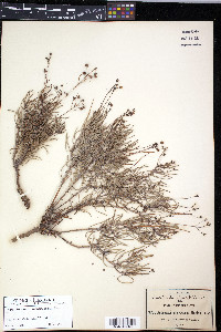 Androsace cinerascens image