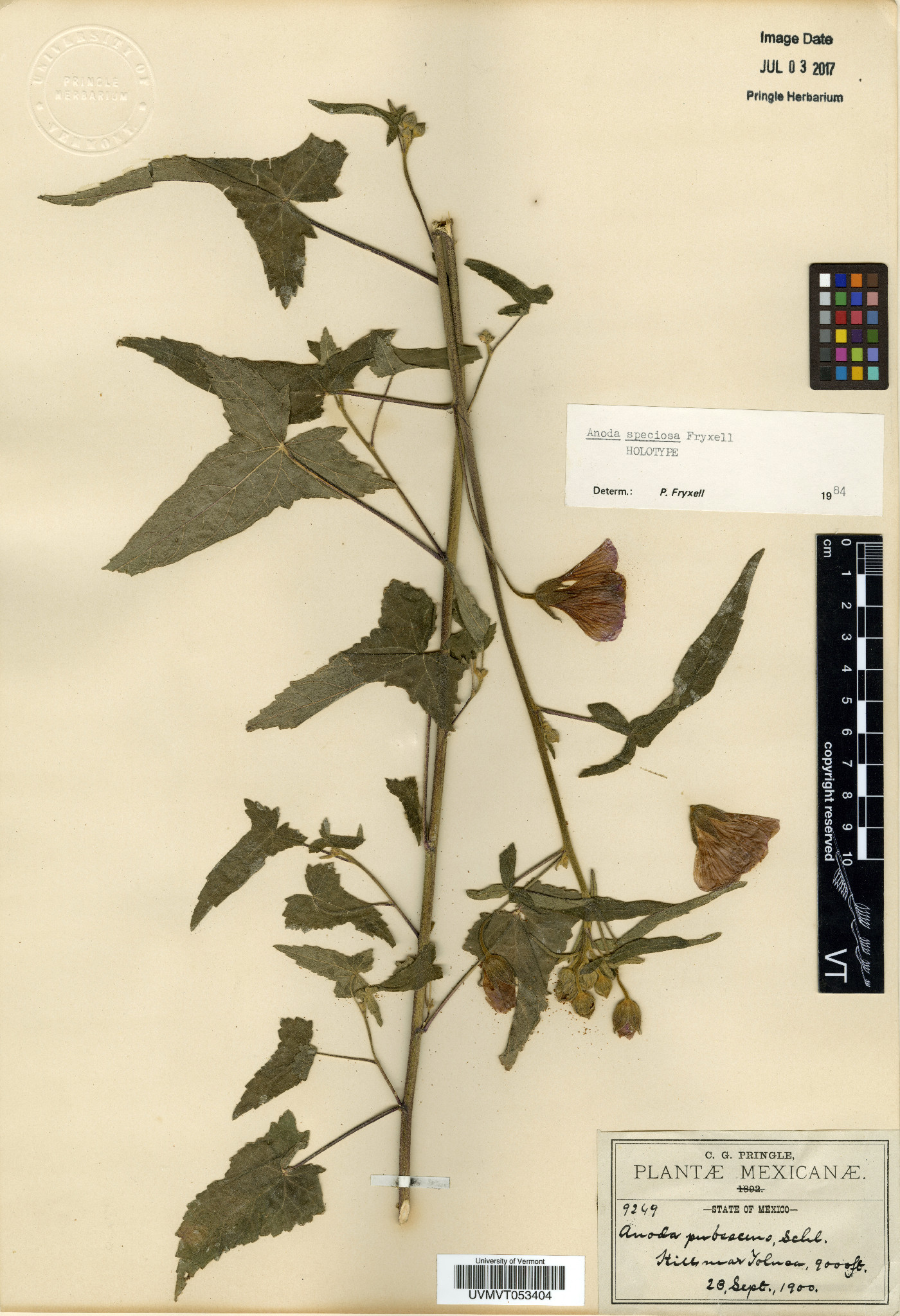 Anoda speciosa image