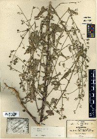 Anoda thurberi image