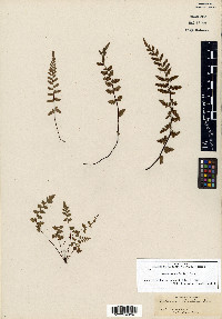 Asplenium bradleyi image