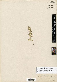 Asplenium verecundum image