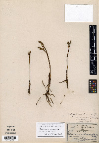 Botrychium tolucaense image